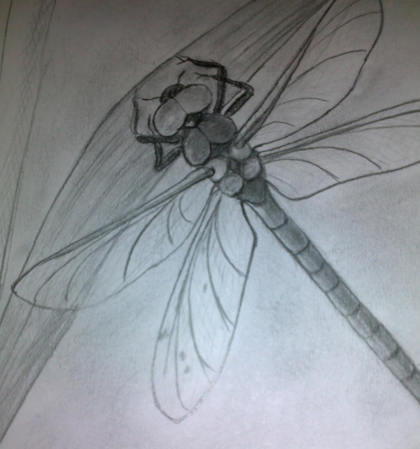 Creation of Dragonfly: Step 5